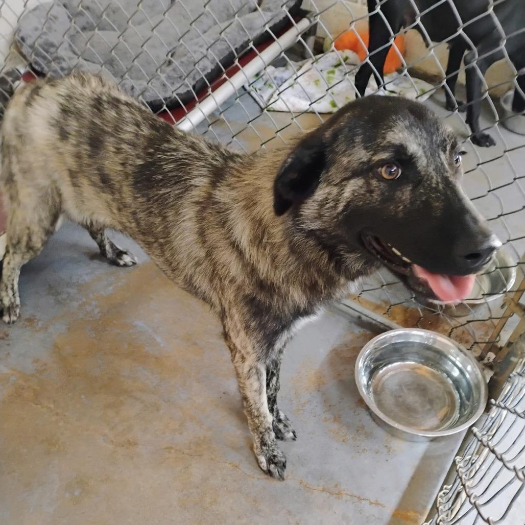 Marsha, Adoptable, Adult Female Mixed Breed.