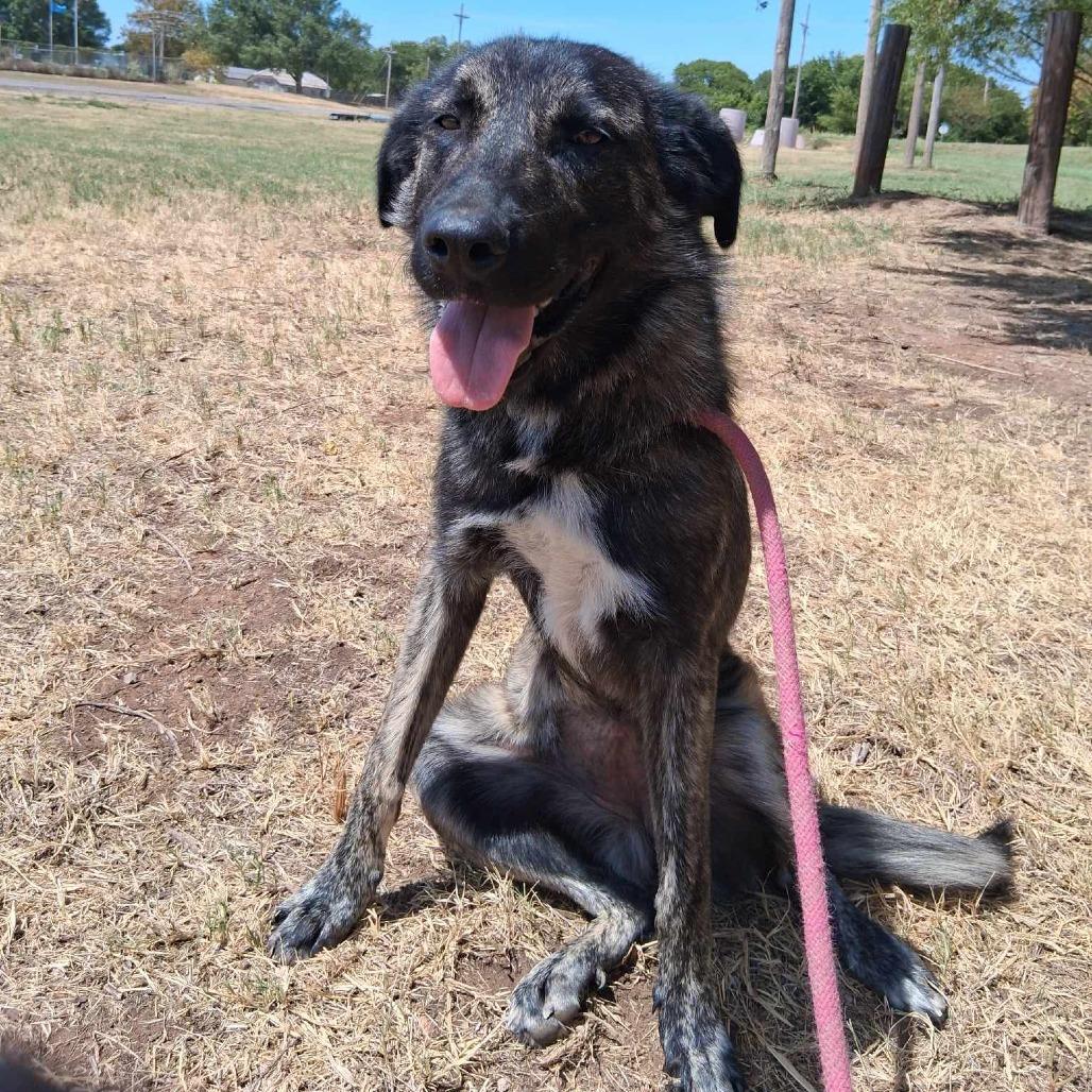 Enlarge Marsha, a Adoptable Mixed Breed in Duncan, OK image 2/2
