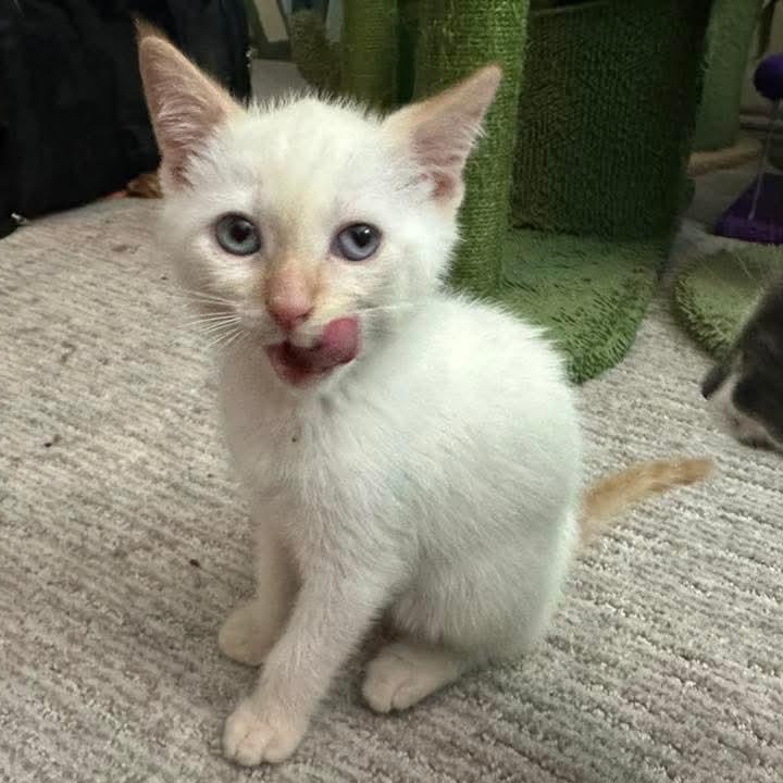 Moonstone *MUST BE ADOPTED WITH FRIEND* photo 3