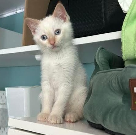Moonstone *MUST BE ADOPTED WITH FRIEND*, Baby Male Siamese