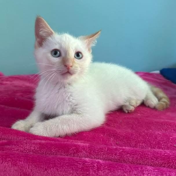 Moonstone *MUST BE ADOPTED WITH FRIEND* photo 4