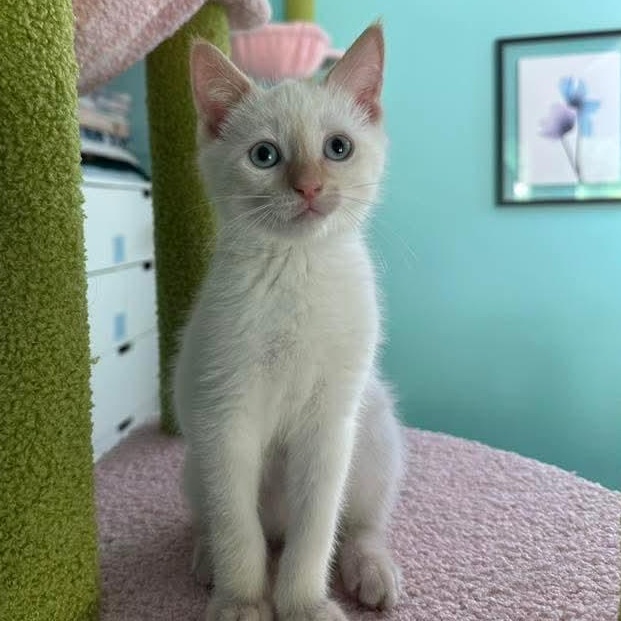 Moonstone *MUST BE ADOPTED WITH FRIEND* photo 5