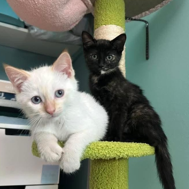 Moonstone *MUST BE ADOPTED WITH FRIEND* photo 6