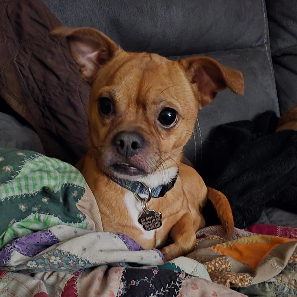 Enlarge Bruce, a Adoptable Mixed Breed in Melbourne, KY image 1/5