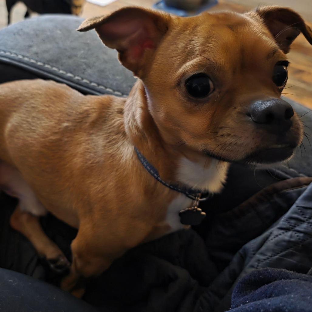 Enlarge Bruce, a Adoptable Mixed Breed in Melbourne, KY image 2/5