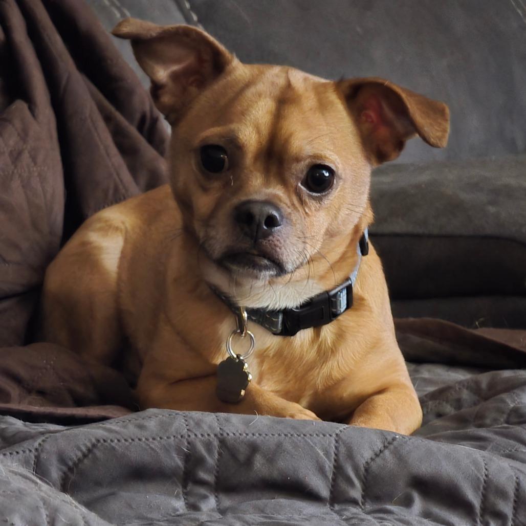 Enlarge Bruce, a Adoptable Mixed Breed in Melbourne, KY image 3/5