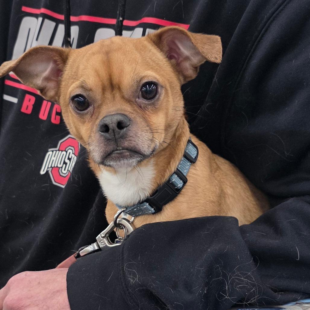 Enlarge Bruce, a Adoptable Mixed Breed in Melbourne, KY image 4/5