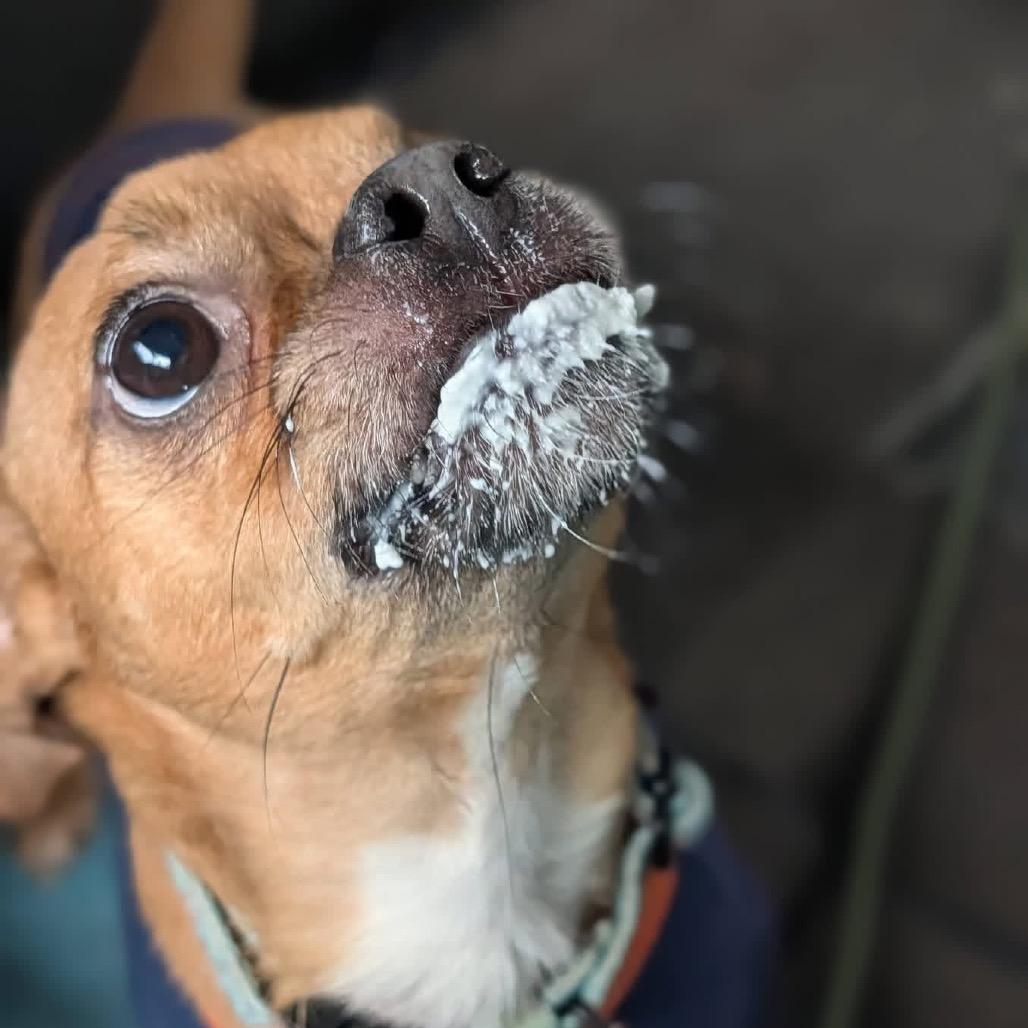 Enlarge Bruce, a Adoptable Mixed Breed in Melbourne, KY image 5/6