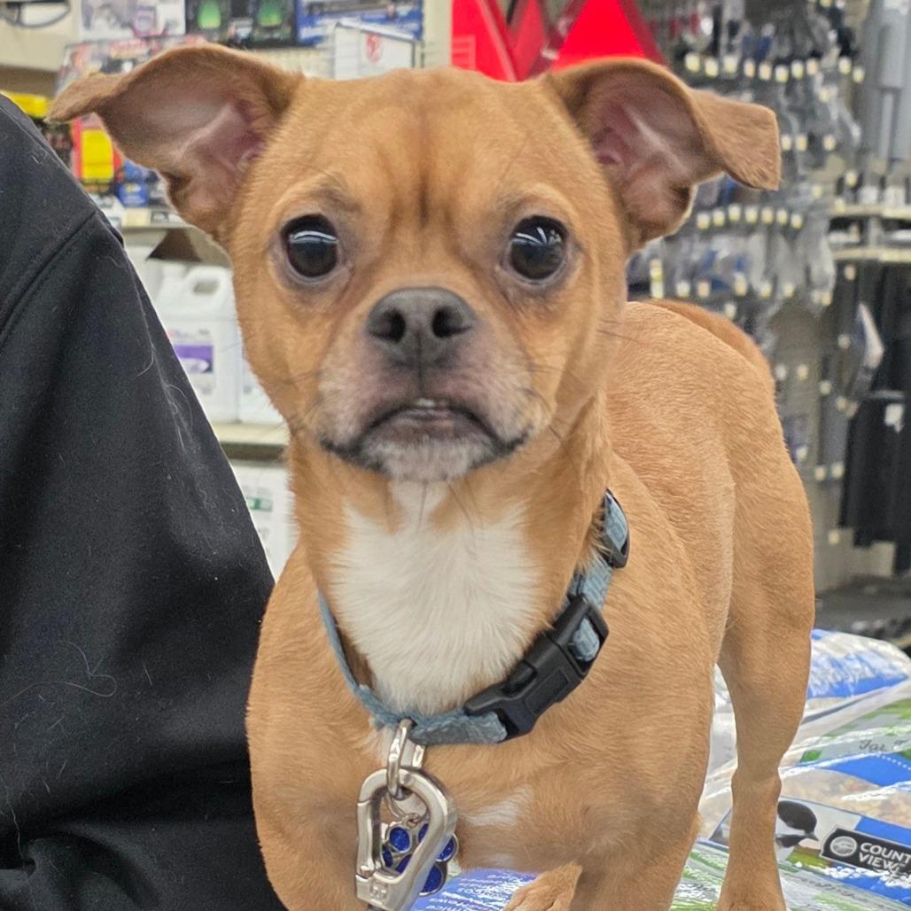 Enlarge Bruce, a Adoptable Mixed Breed in Melbourne, KY image 5/5