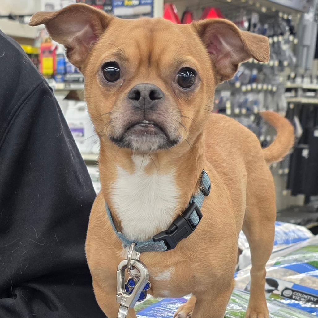 Enlarge Bruce, a Adoptable Mixed Breed in Melbourne, KY image 6/6