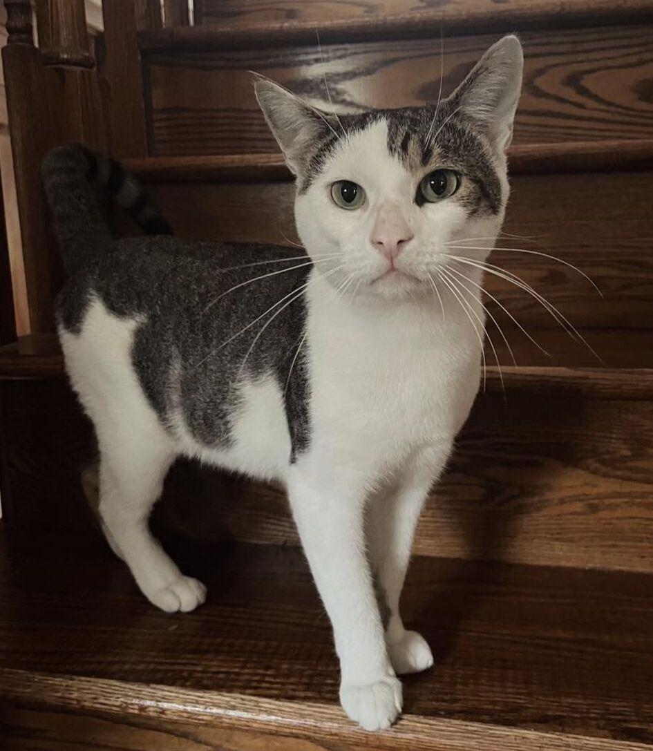 Enlarge Benny, a Adoptable Domestic Short Hair in Horsham, PA image 1/1