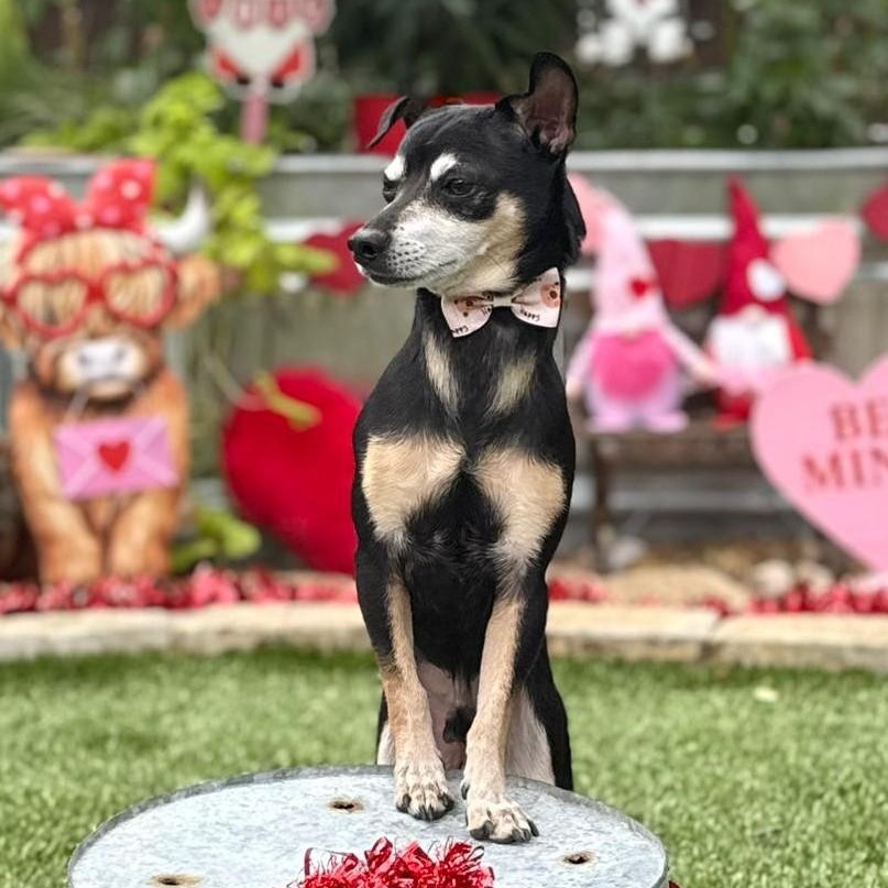 Terry, ADOPTABLE, Adult Male Rat Terrier & Chihuahua.