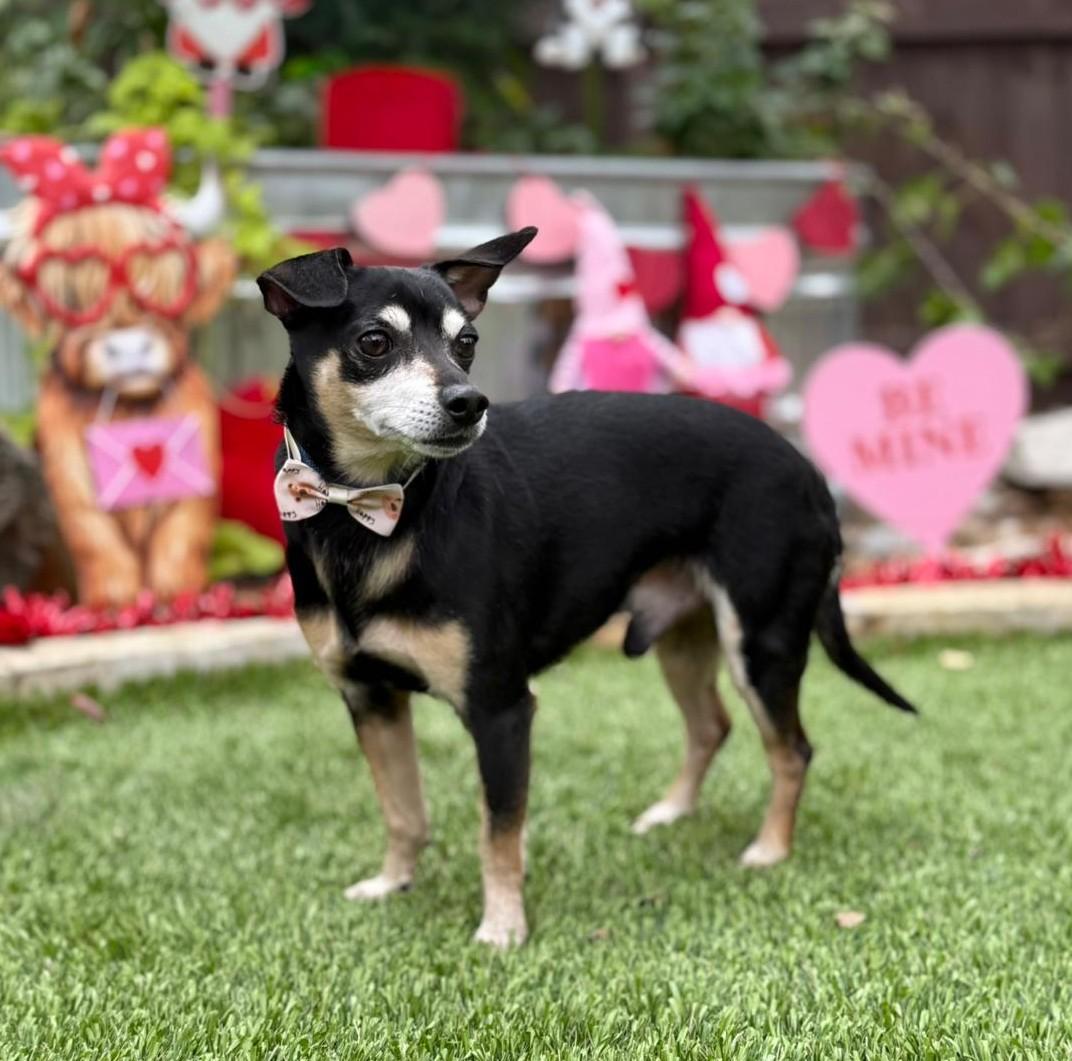 Enlarge Terry, a ADOPTABLE mixed breed in Southport, CT image 3/6