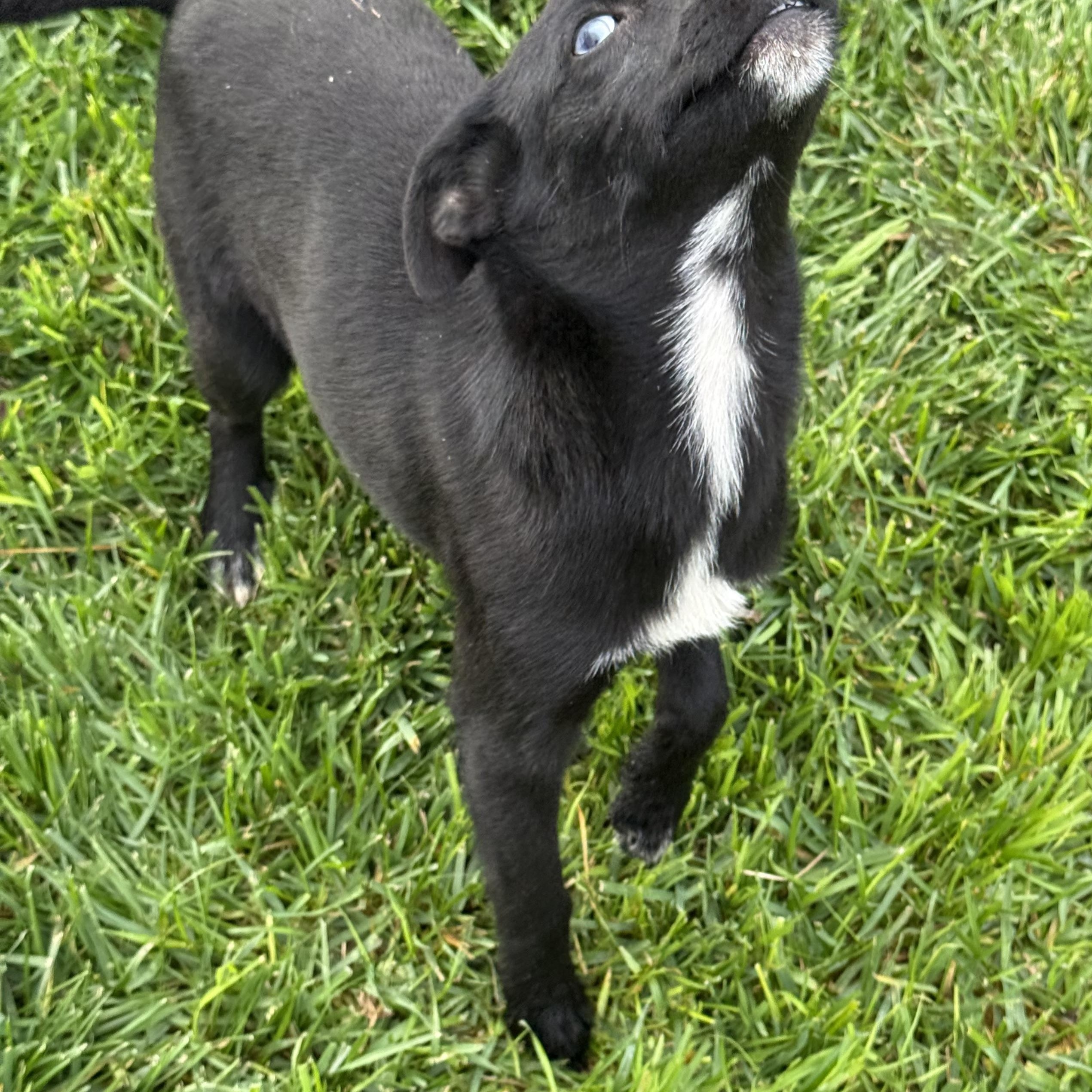 Bambi, a Adoptable mixed breed in modesto, CA image 3/5