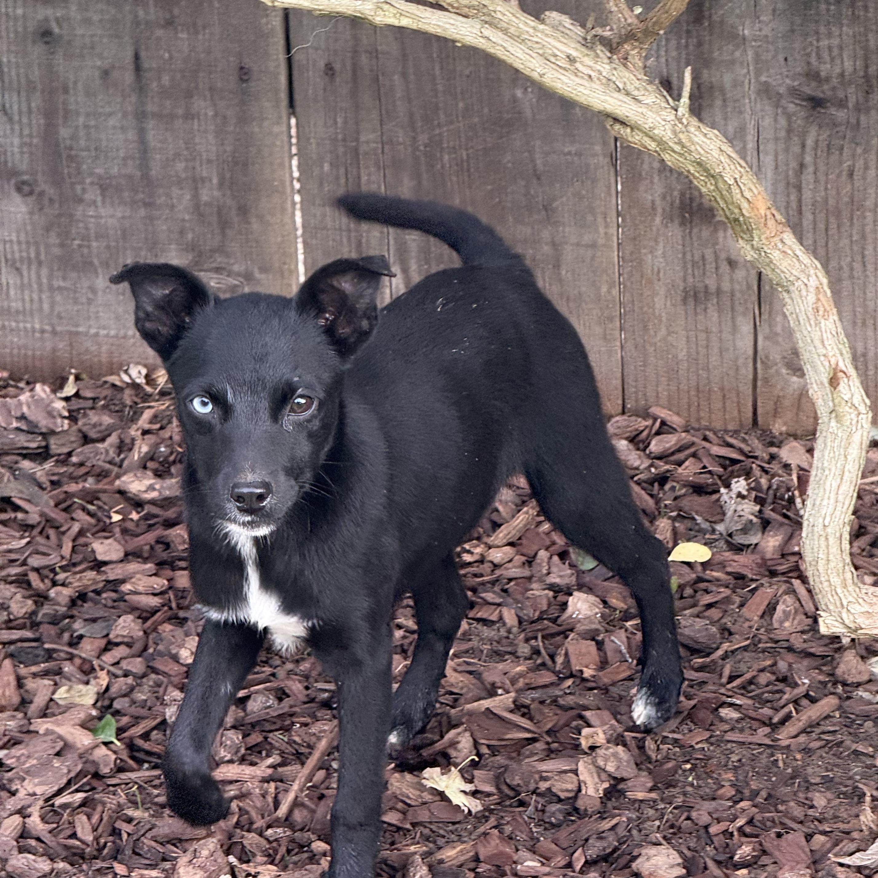 Bambi, a Adoptable mixed breed in modesto, CA image 1/5