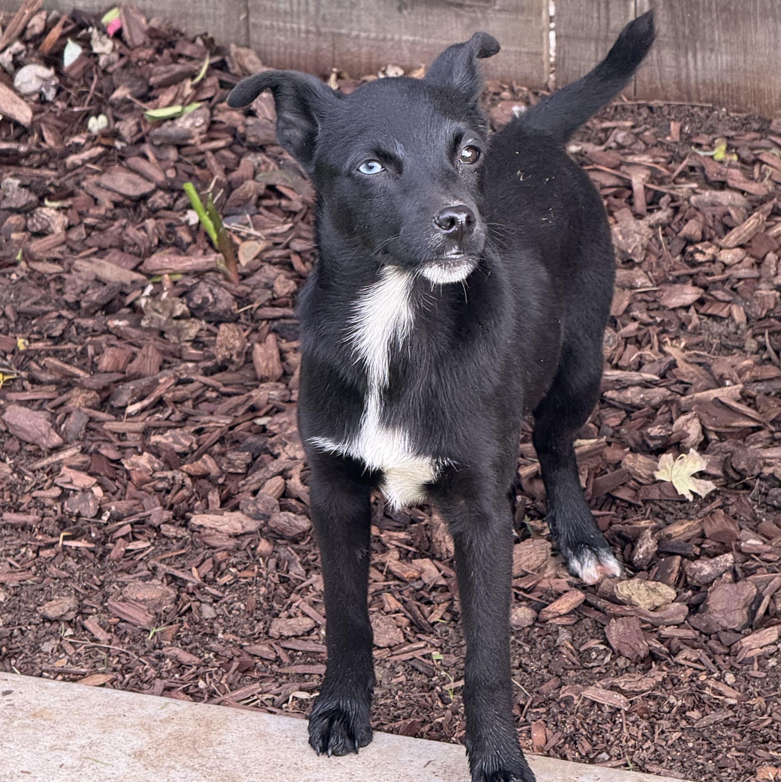 Bambi, a Adoptable mixed breed in modesto, CA image 4/5