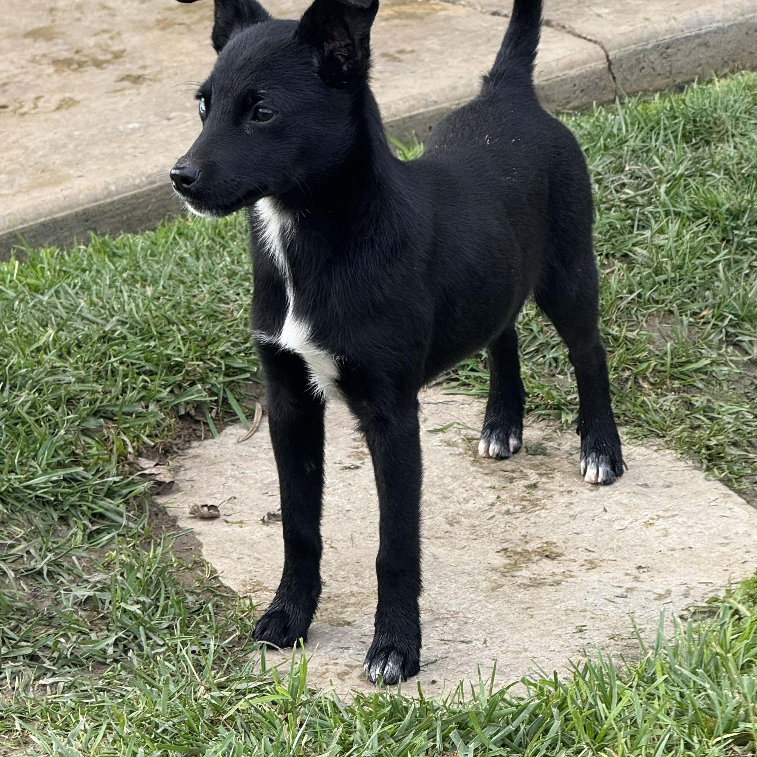 Bambi, a Adoptable mixed breed in modesto, CA image 2/5