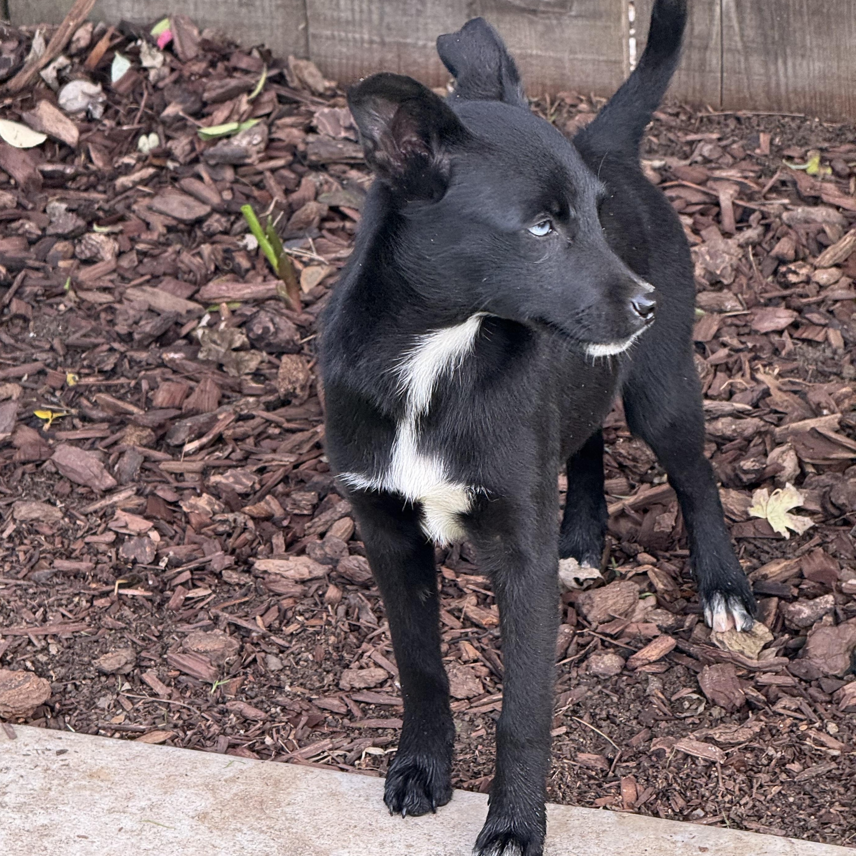 Bambi, a Adoptable mixed breed in modesto, CA image 5/5