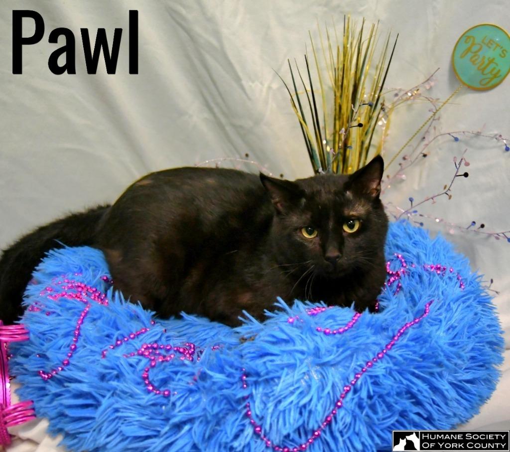 Pawl, Adoptable, Adult Male Domestic Short Hair.