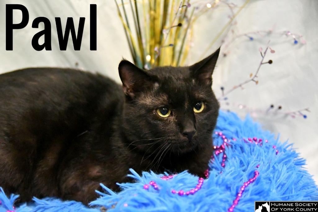 Enlarge Pawl, a Adoptable mixed breed in Fort Mill, SC image 3/6