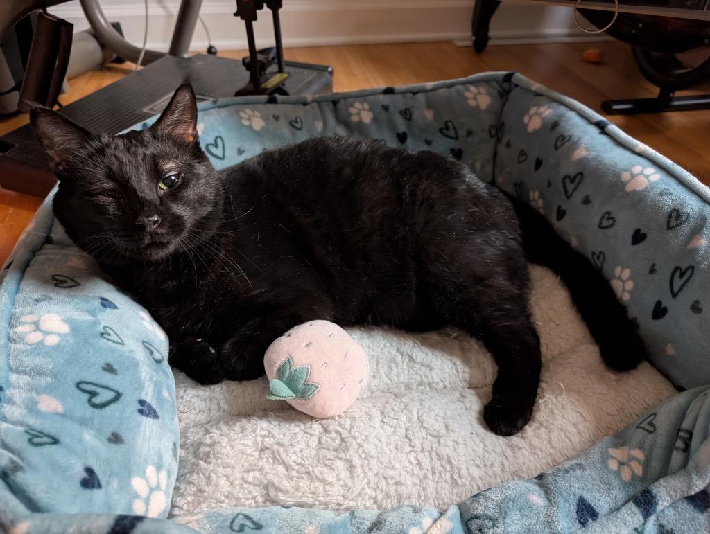 Enlarge Pawl, a Adoptable mixed breed in Fort Mill, SC image 5/6