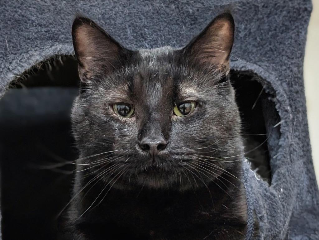 Enlarge Pawl, a Adoptable mixed breed in Fort Mill, SC image 6/6