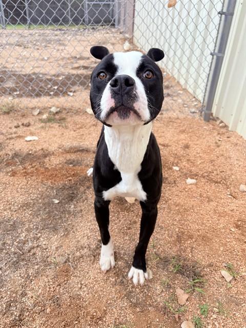 BIG IGGY, Adoptable, Adult Male Staffordshire Bull Terrier & Mixed Breed.