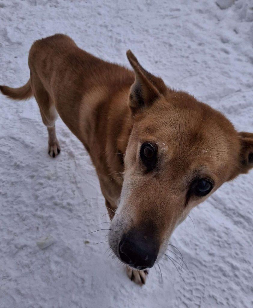 PORK CHOP, a ADOPTABLE Domestic Short Hair in Ironwood, MI image 1/6