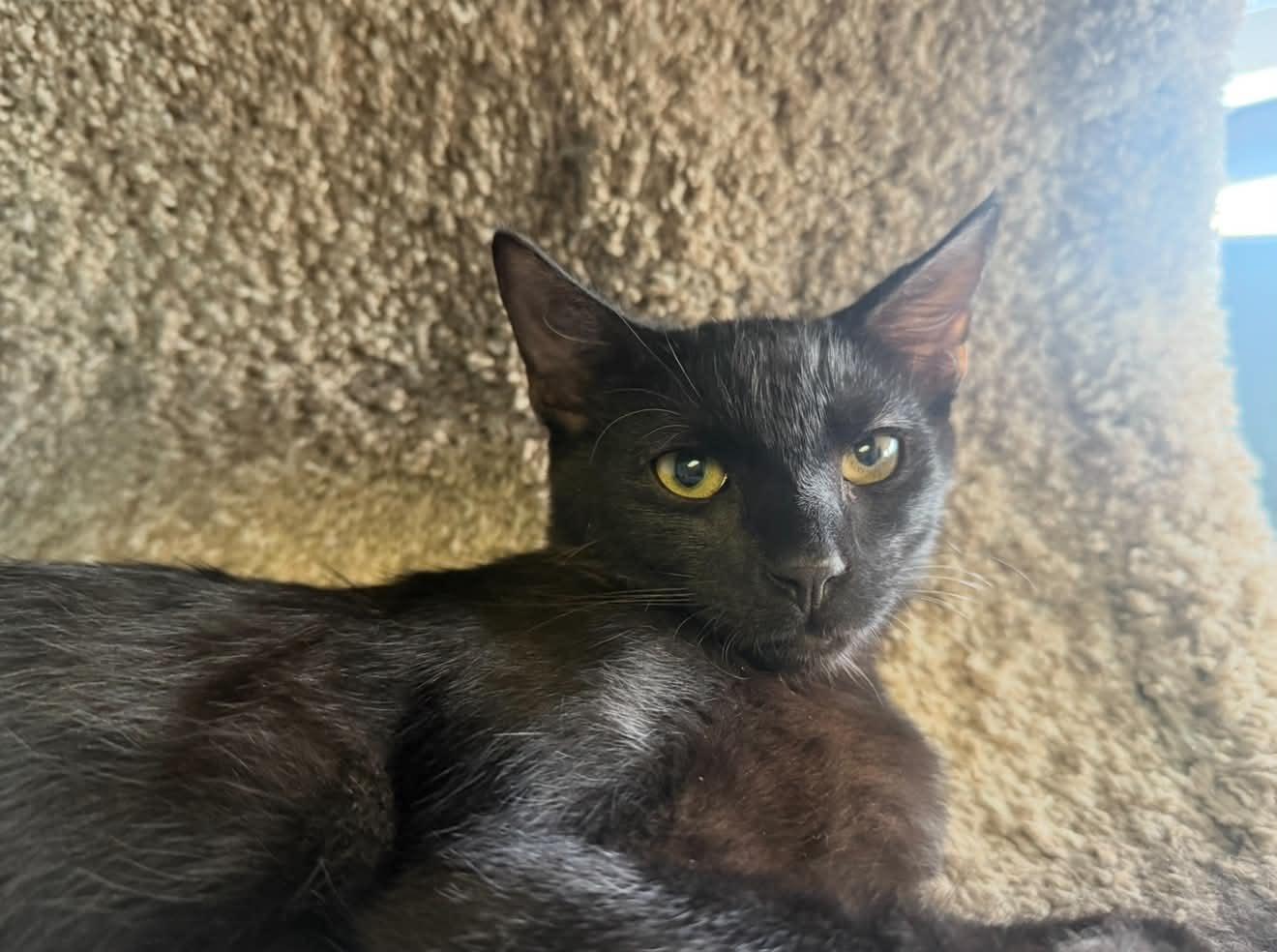 Kuro, a Adoptable mixed breed in PHOENIX, AZ image 3/4