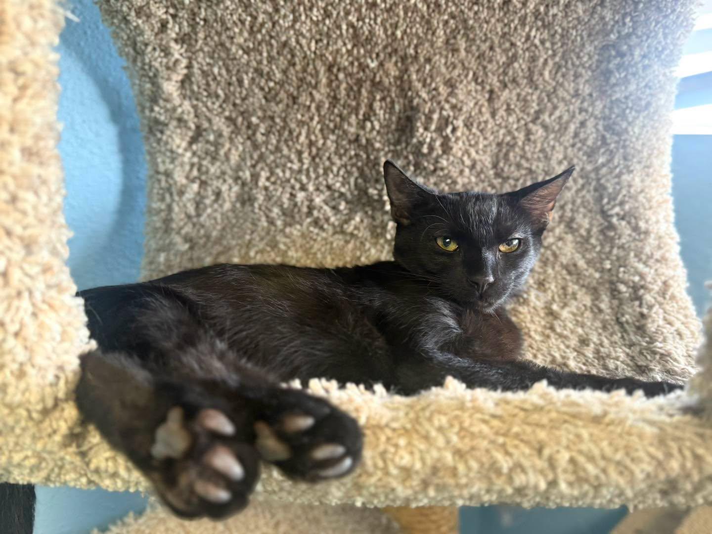 Kuro, Adoptable, Young Male Domestic Short Hair.