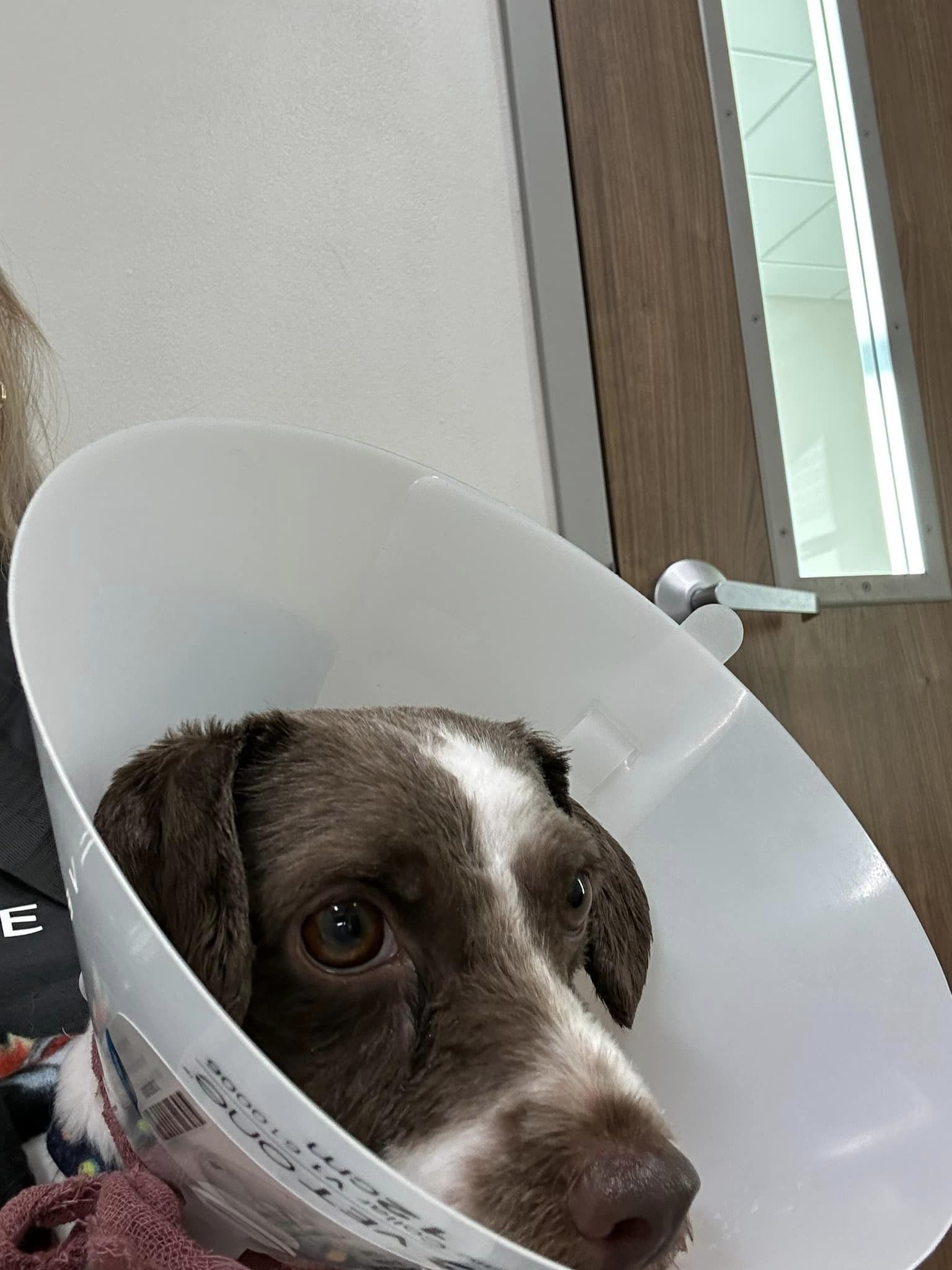 Chewy, a Adopted mixed breed in Forney, TX image 1/2