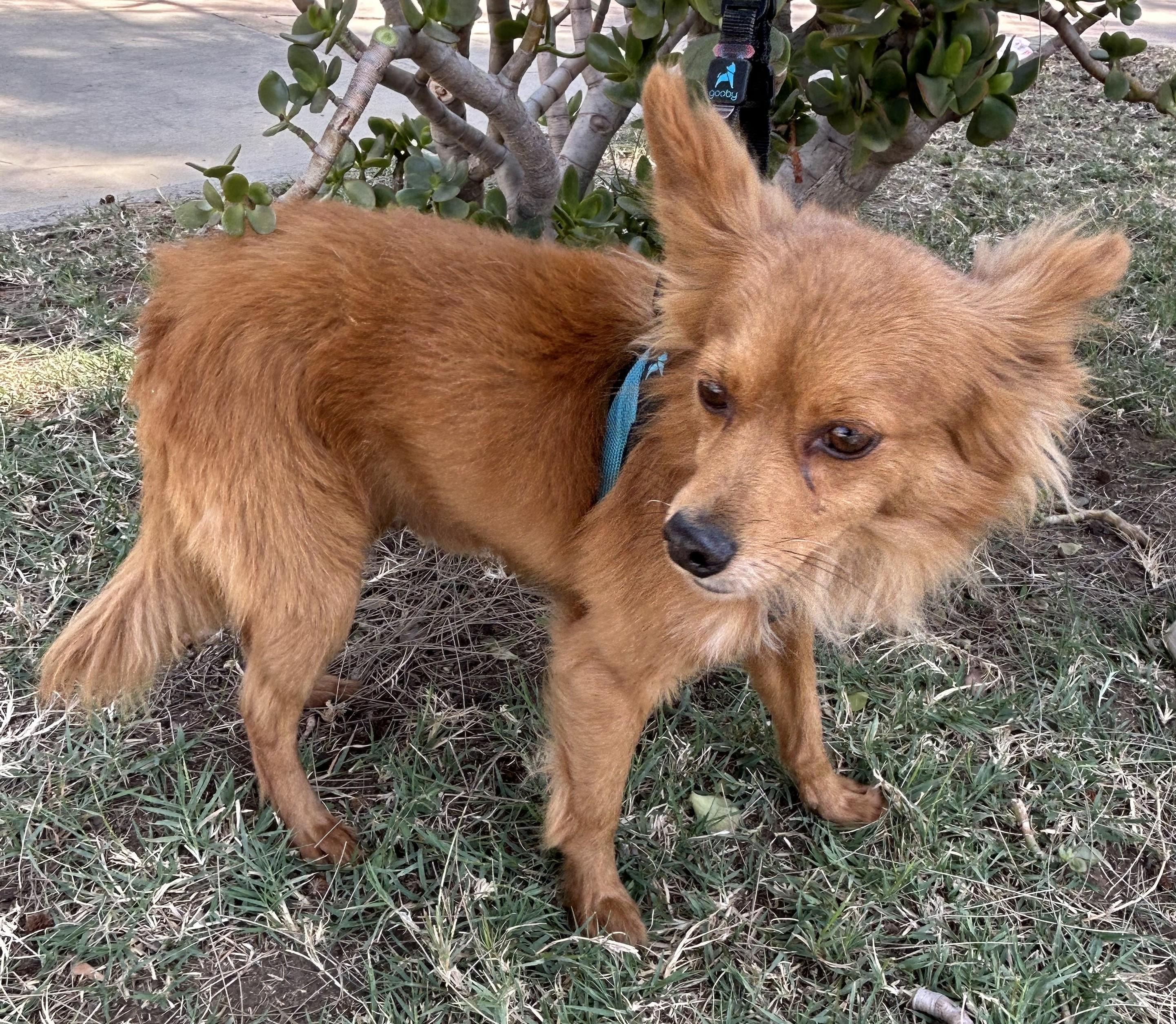 FOXY, a ADOPTABLE mixed breed in Bell Gardens, CA image 2/6