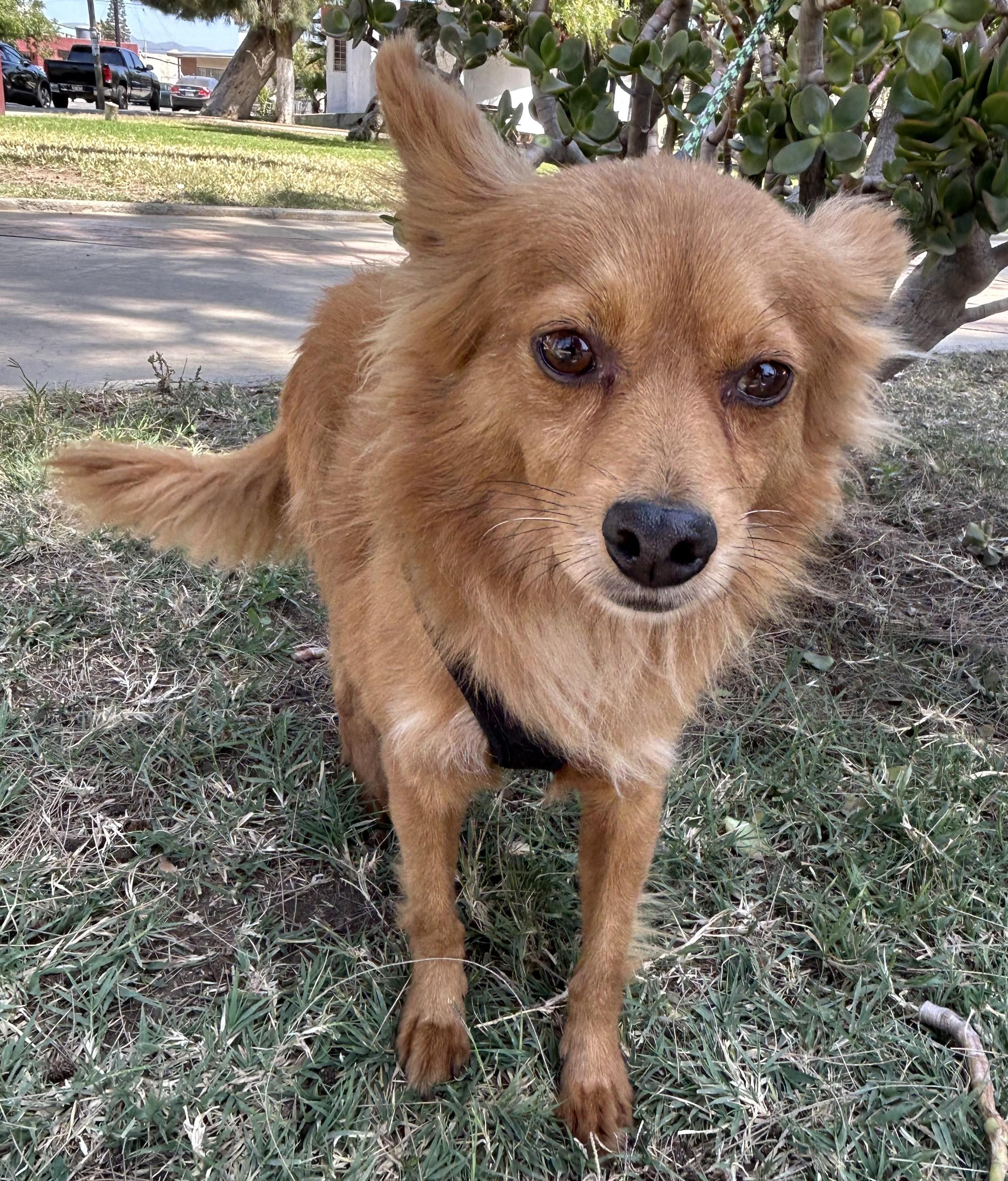 FOXY, a ADOPTABLE mixed breed in Bell Gardens, CA image 5/6