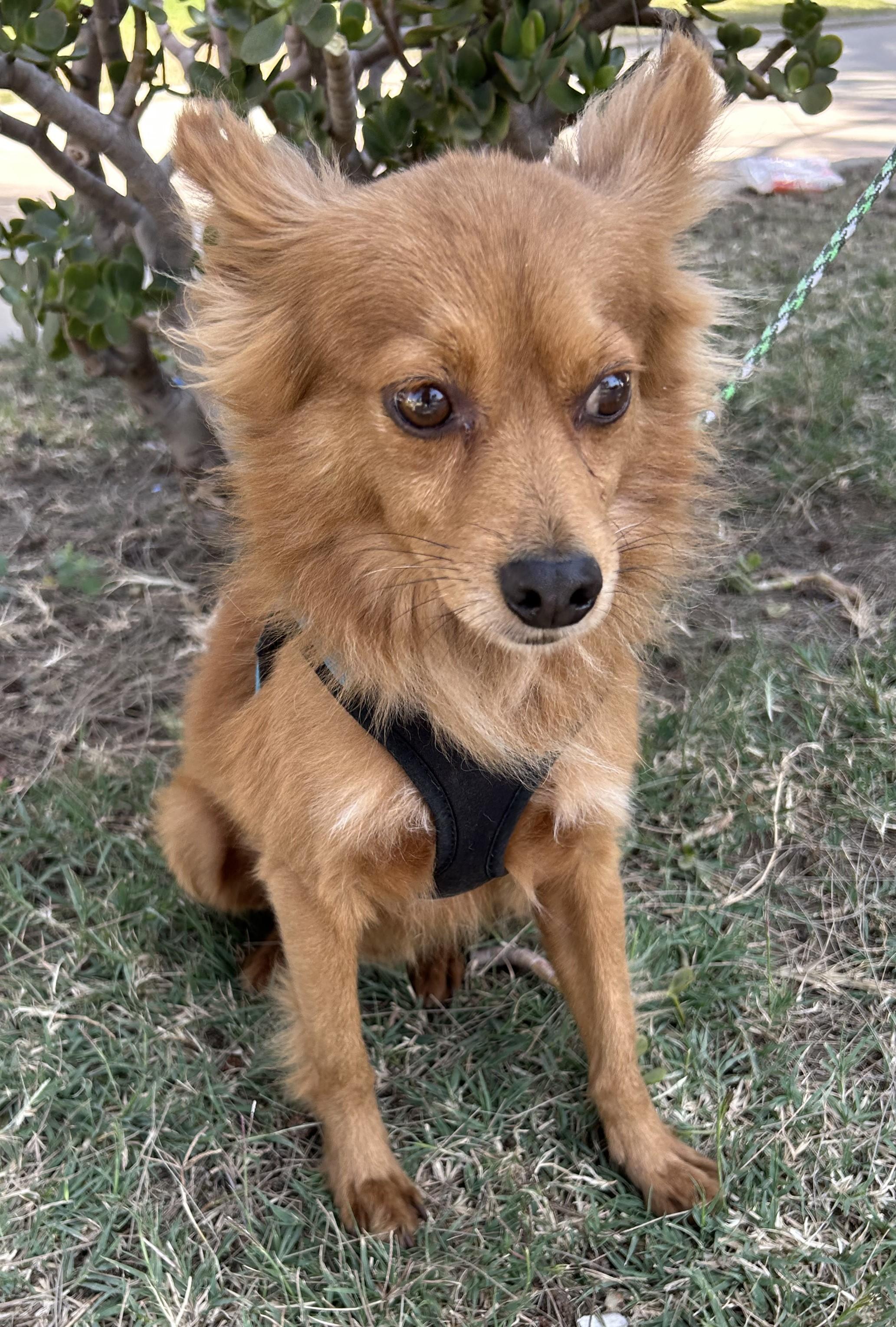 FOXY, ADOPTABLE, Young Male Pomeranian & Chihuahua.