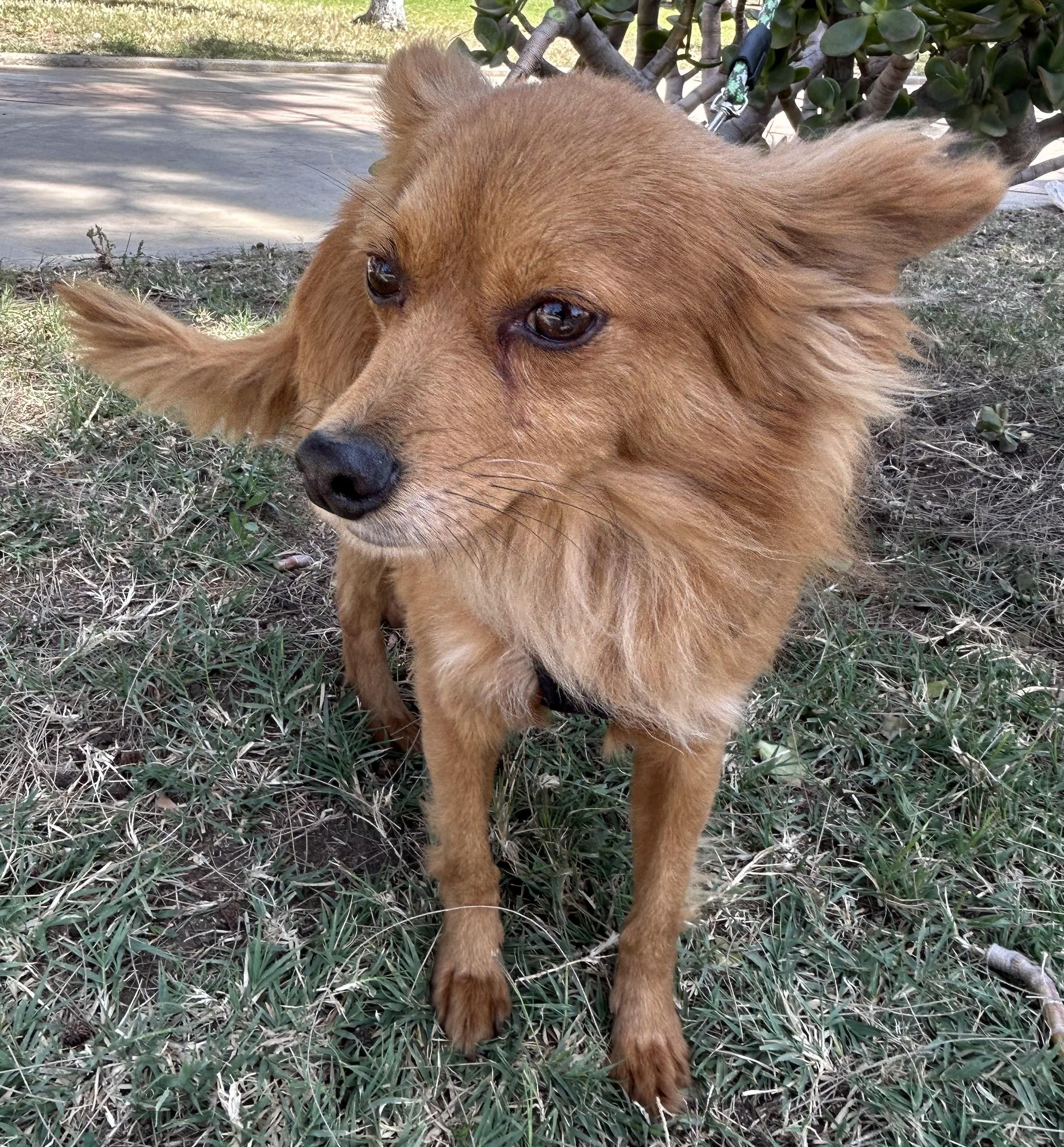 FOXY, a ADOPTABLE mixed breed in Bell Gardens, CA image 4/6