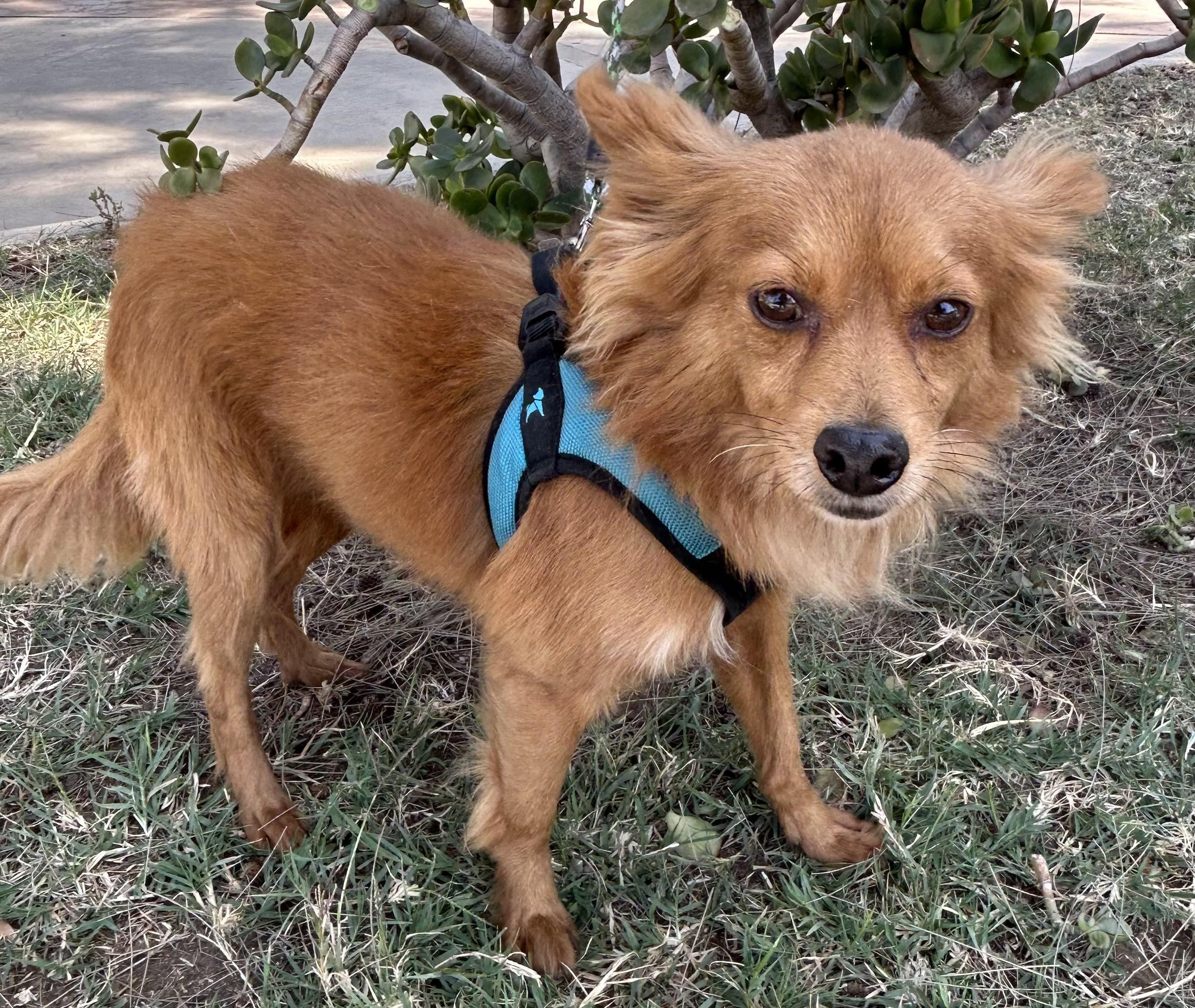 FOXY, a ADOPTABLE mixed breed in Bell Gardens, CA image 3/6