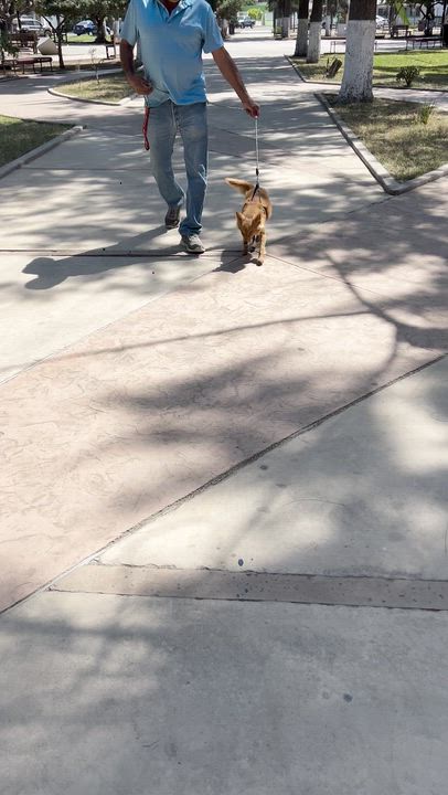 Enlarge FOXY, a ADOPTABLE mixed breed in Bell Gardens, CA video 6/6