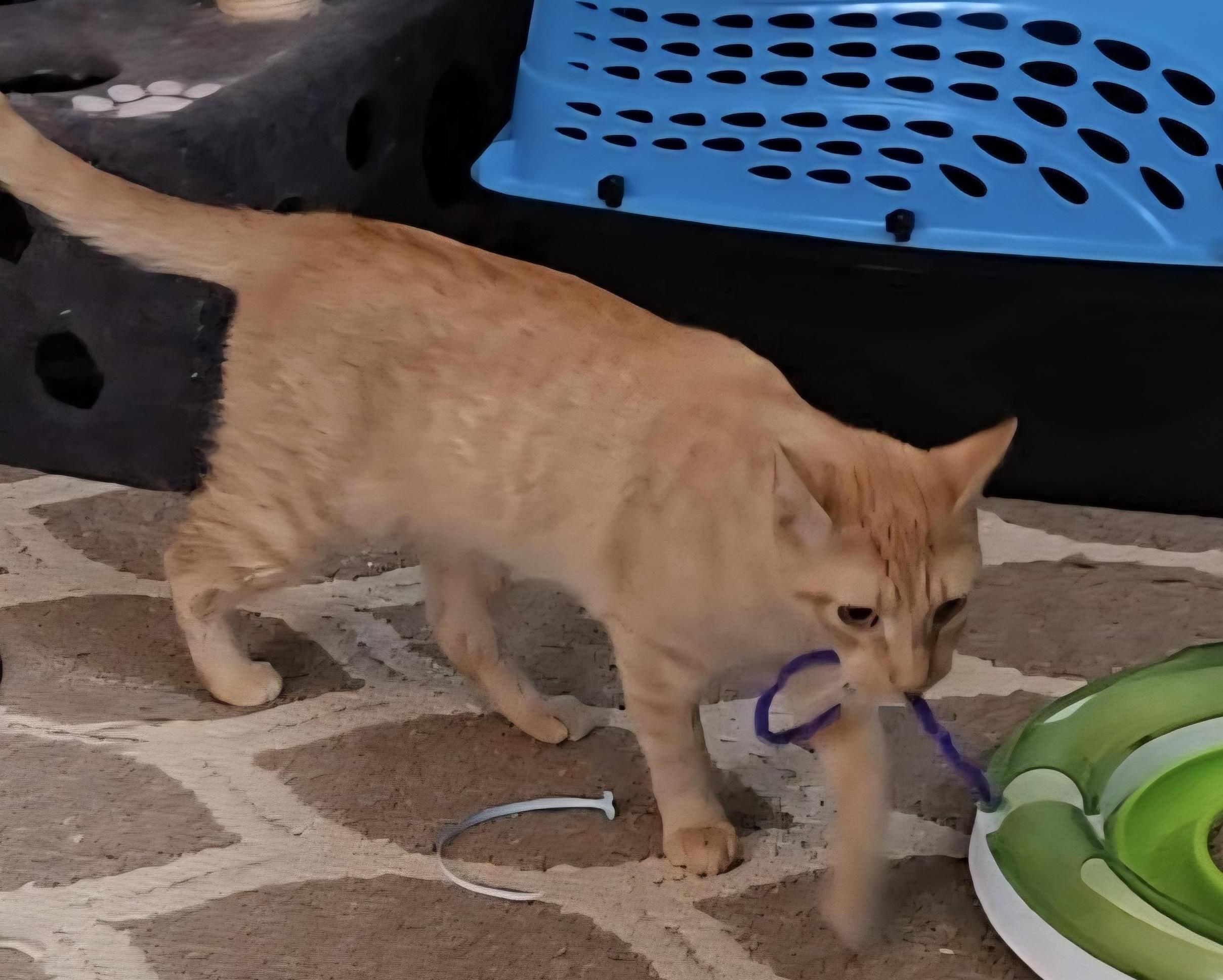 Enlarge Peaches, a Adoptable Domestic Short Hair in Colonia, NJ image 3/3