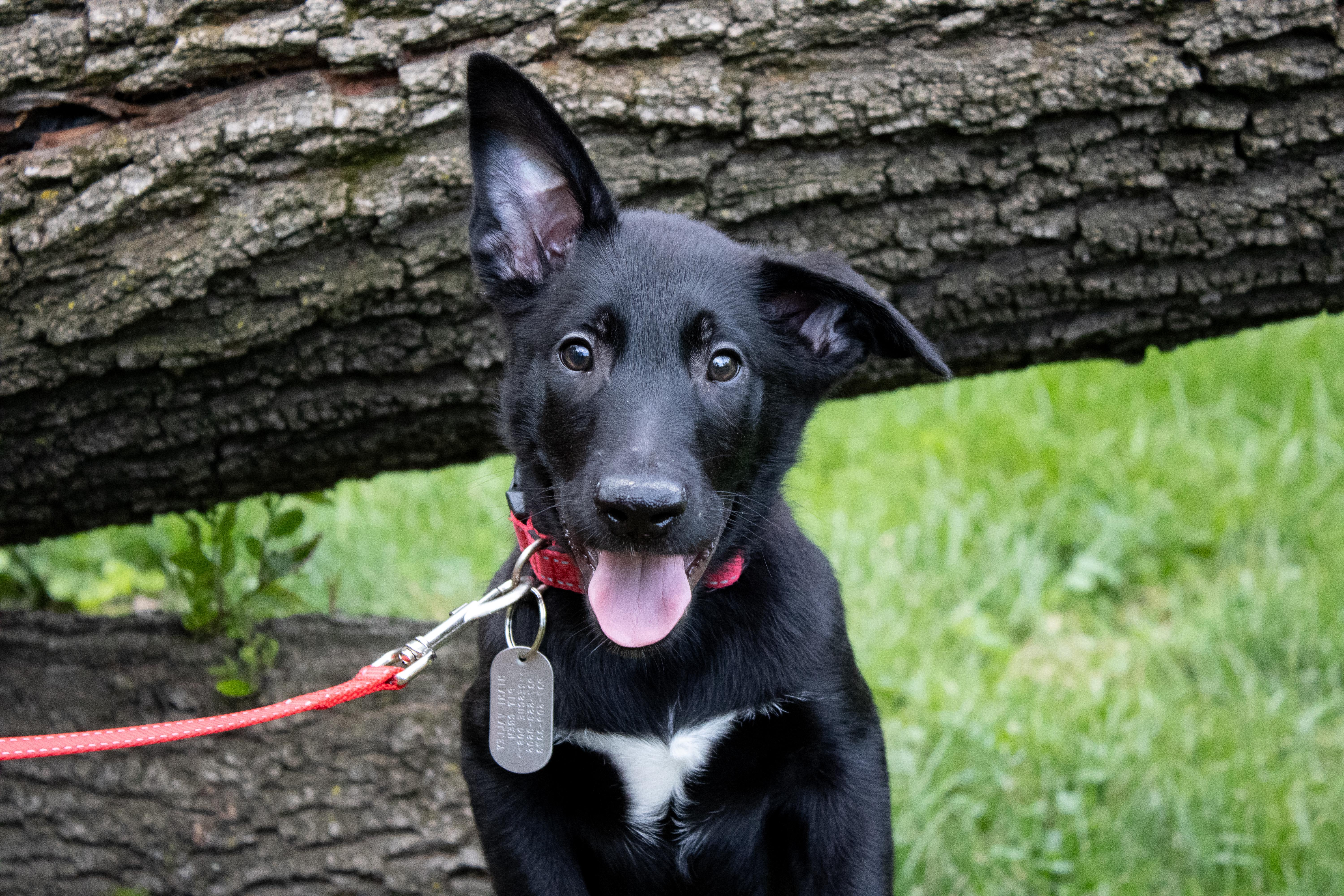 Rain - Pre Adoption, Adoptable, Puppy Male Belgian Shepherd / Malinois.