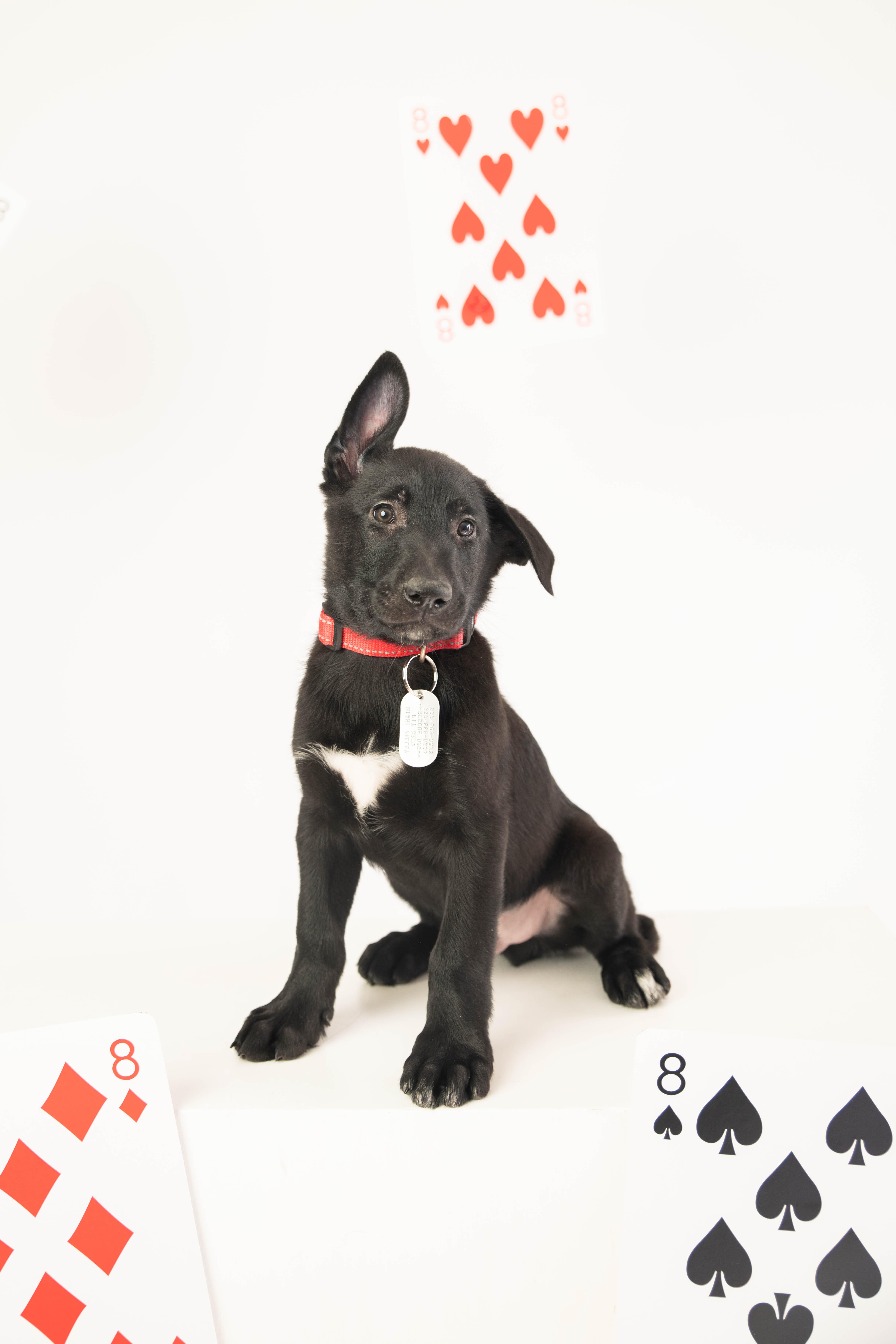 Rain - Pre Adoption, a Adoptable Belgian Shepherd / Malinois in Dayton, OH image 5/6