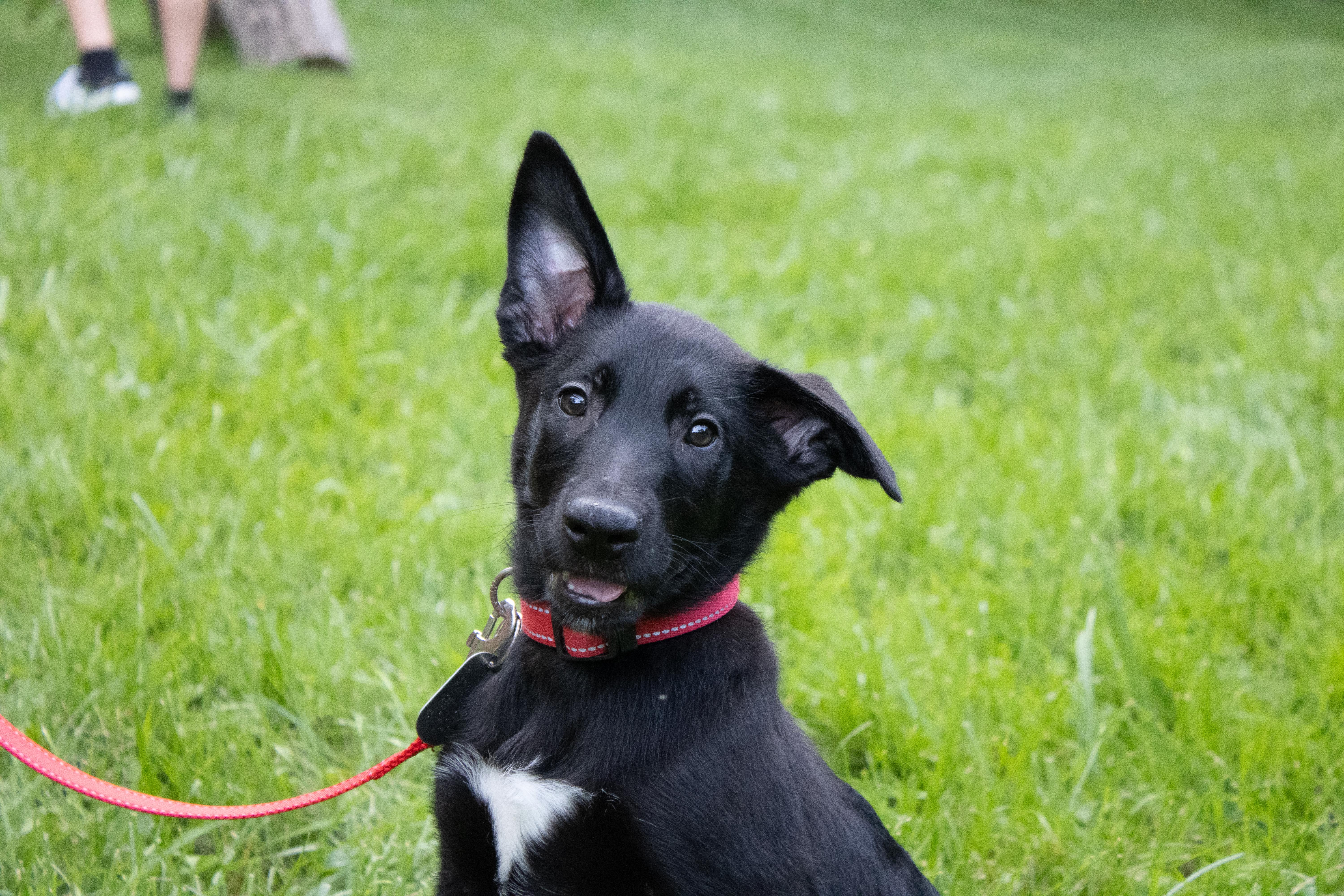 Rain - Pre Adoption, a Adoptable Belgian Shepherd / Malinois in Dayton, OH image 2/6