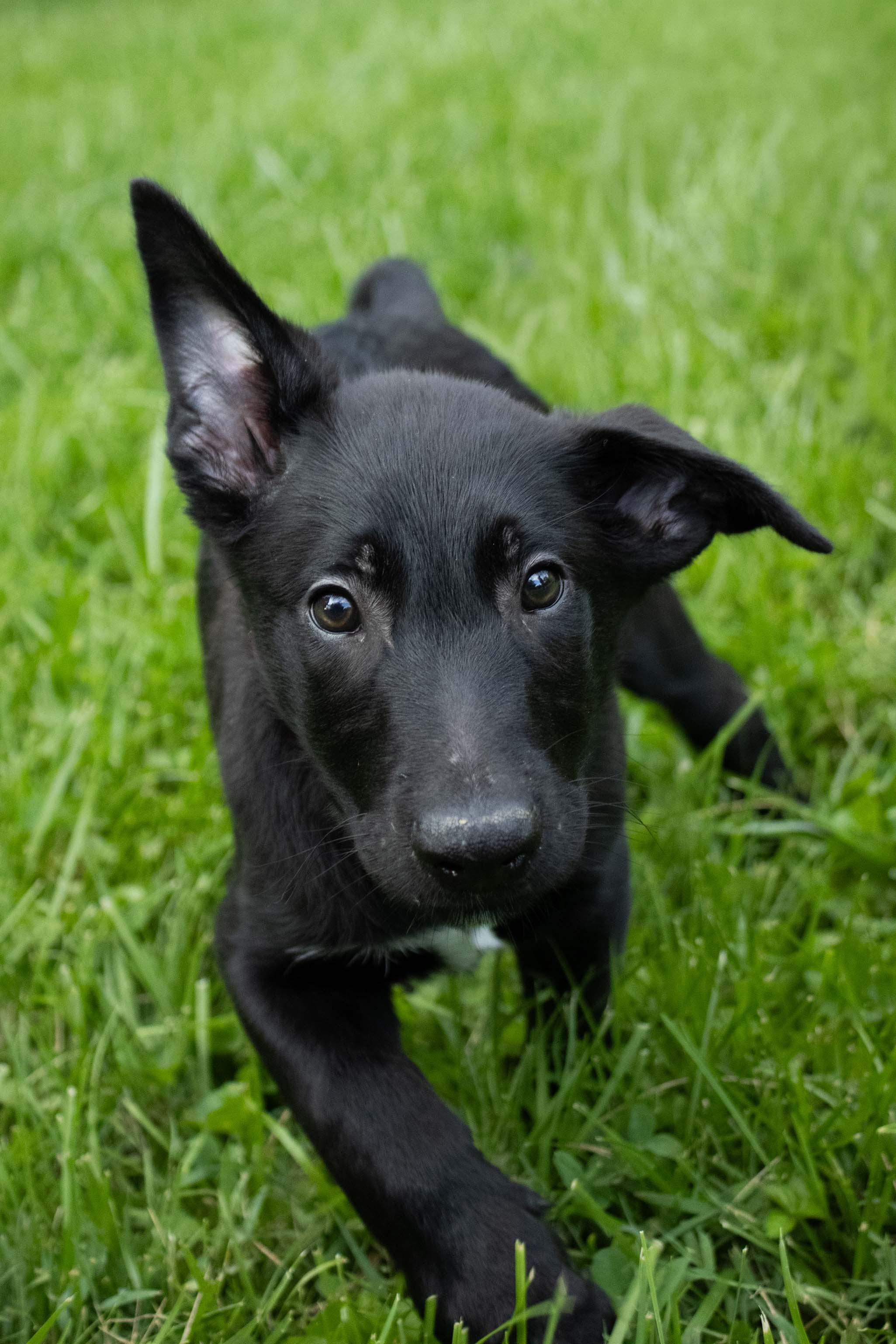 Rain - Pre Adoption, a Adoptable Belgian Shepherd / Malinois in Dayton, OH image 4/6