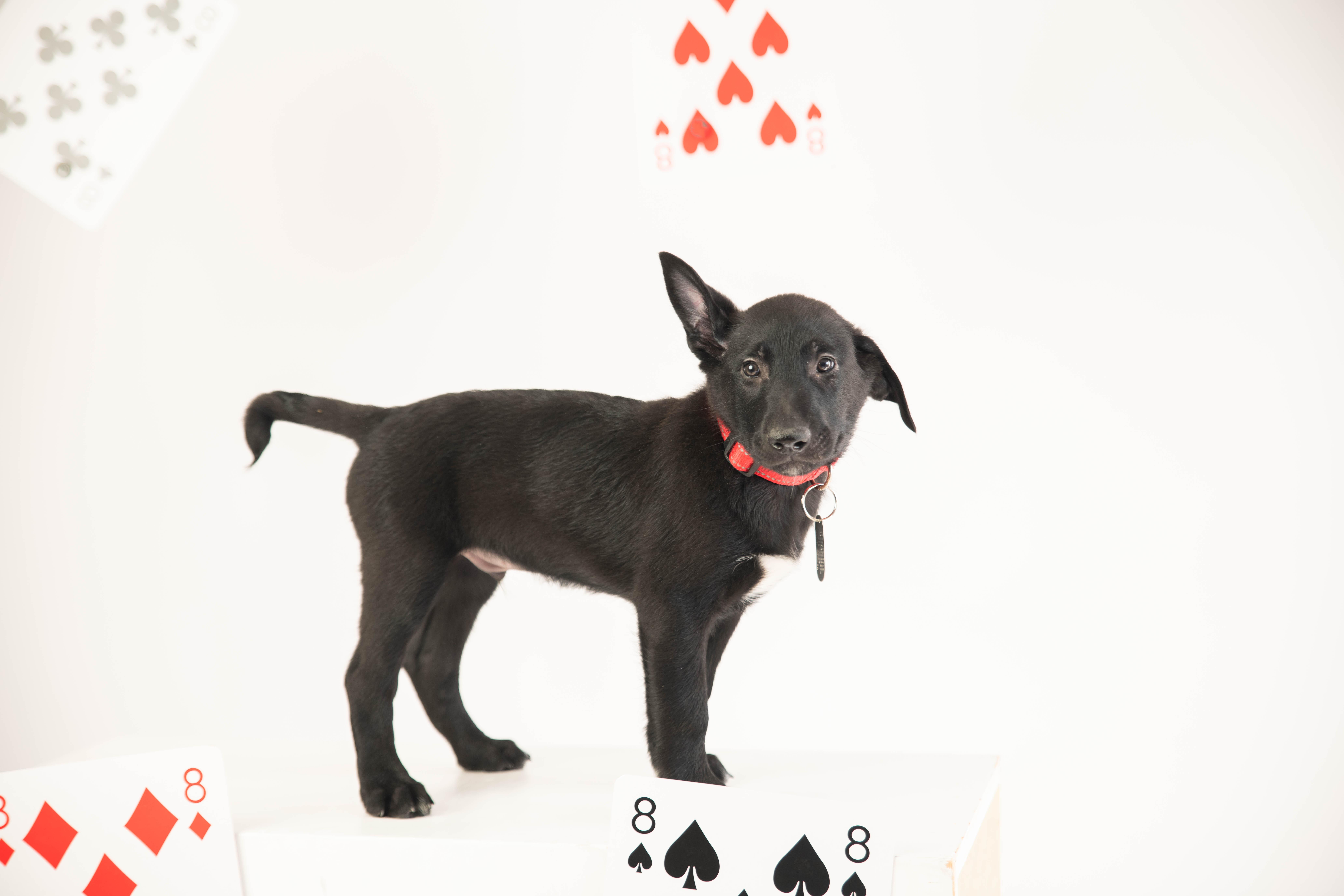 Rain - Pre Adoption, a Adoptable Belgian Shepherd / Malinois in Dayton, OH image 6/6