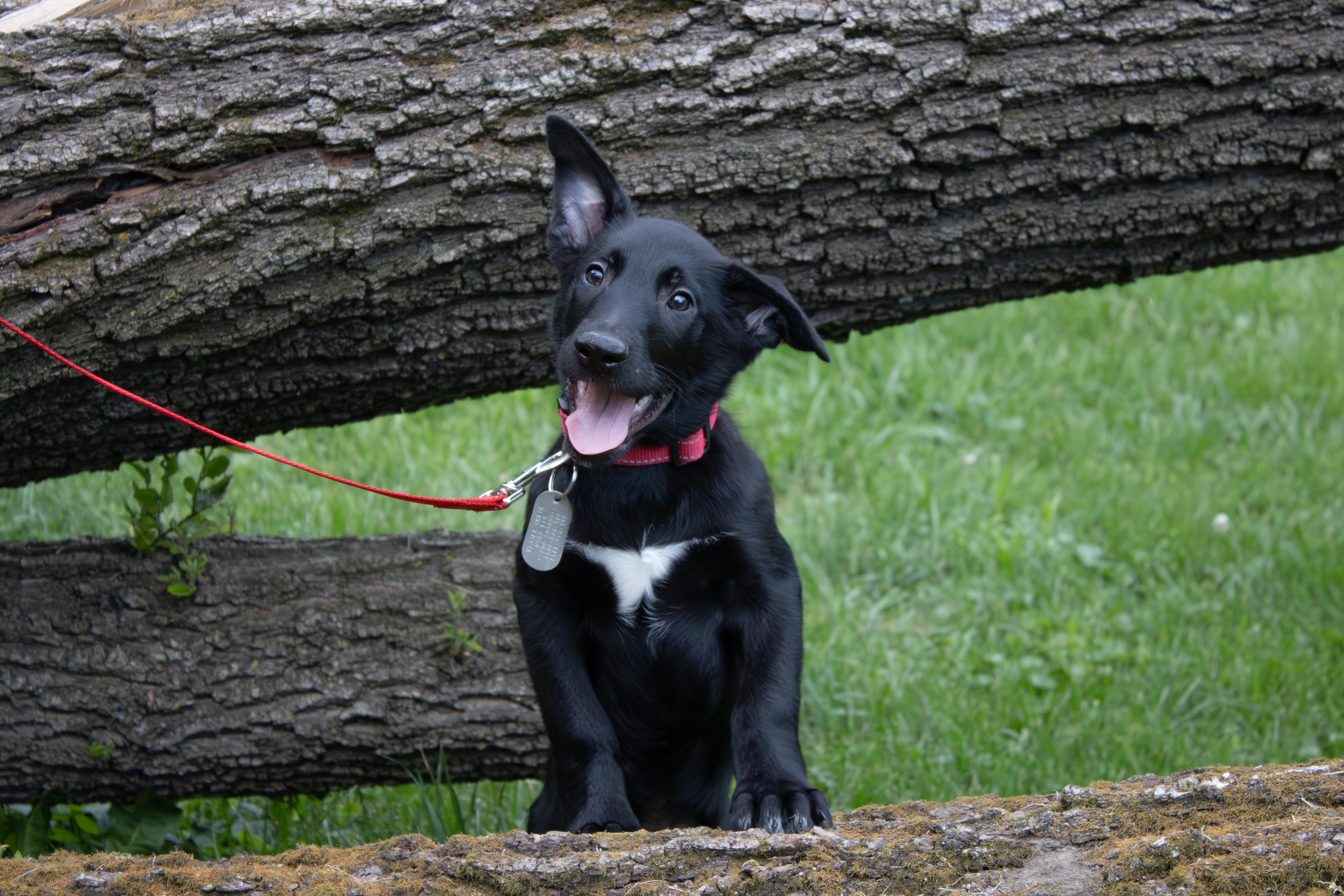Rain - Pre Adoption, a Adoptable Belgian Shepherd / Malinois in Dayton, OH image 3/6