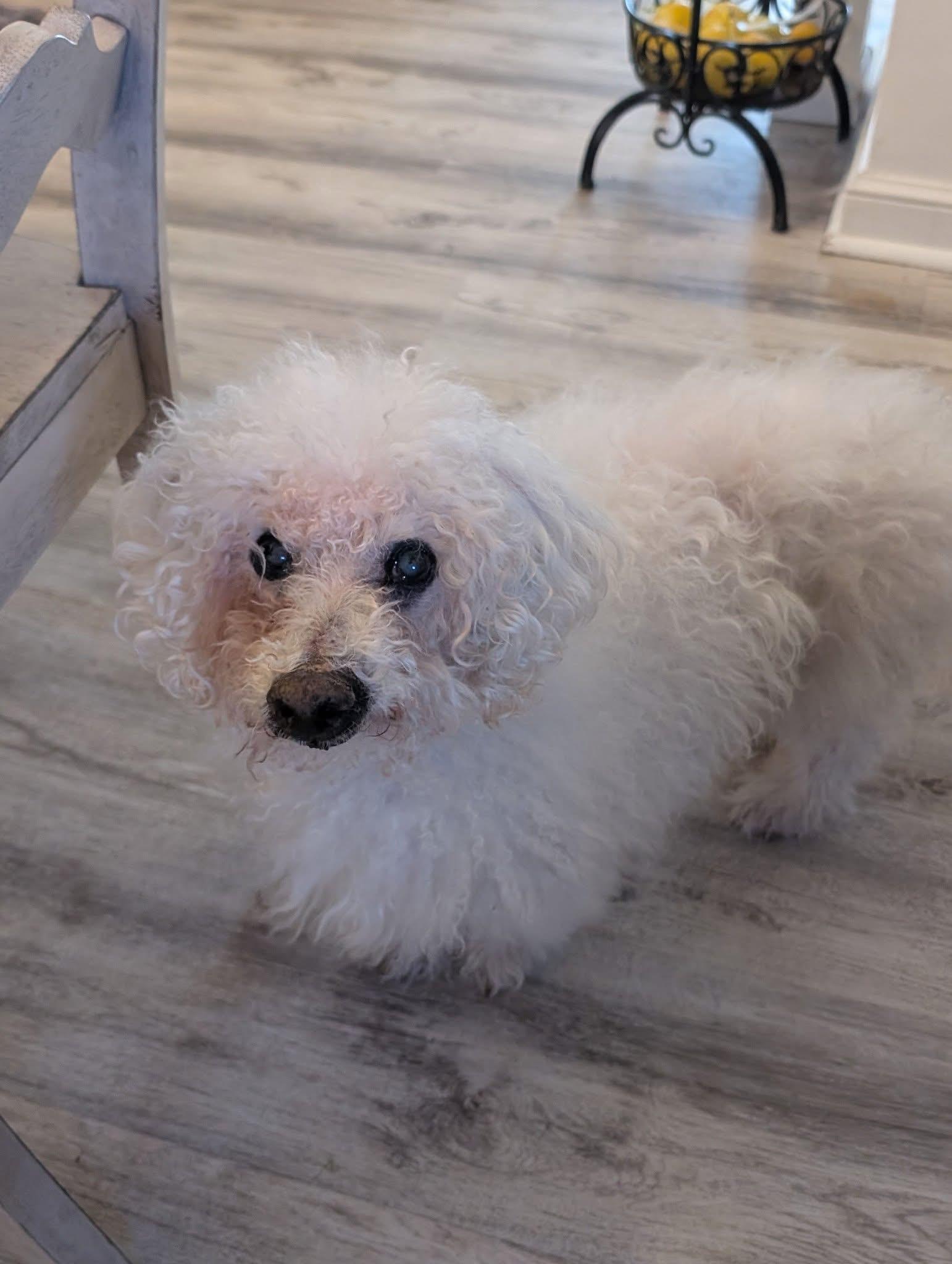 Louie photo 3