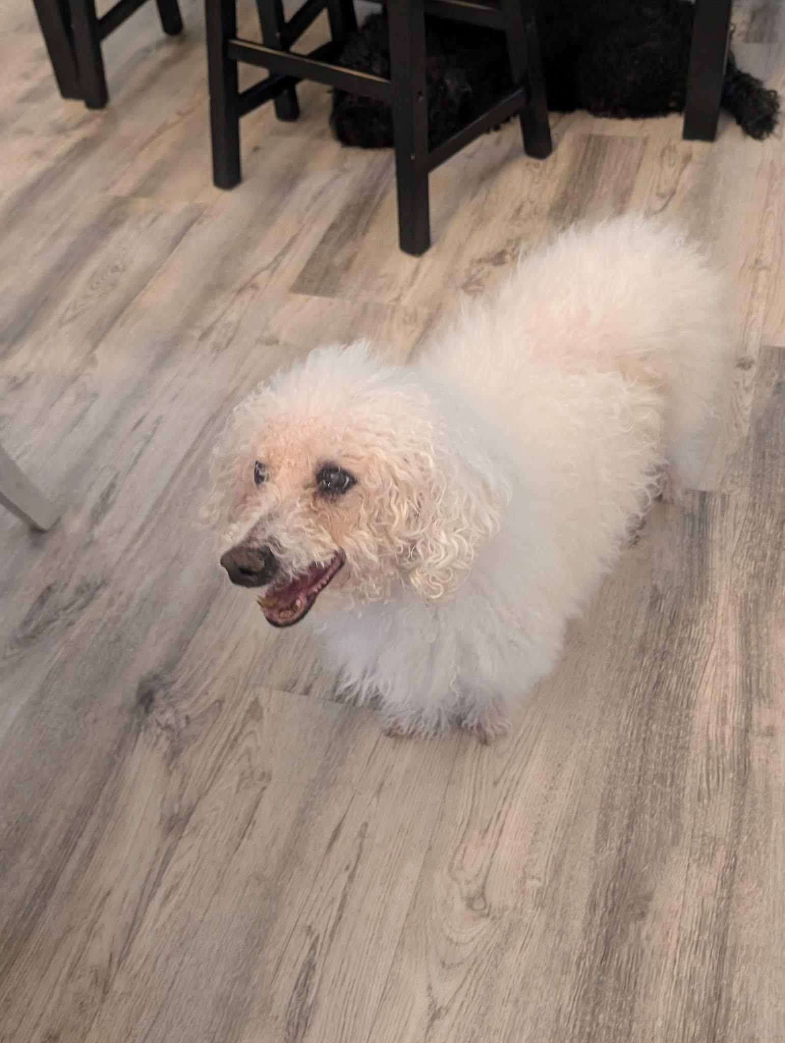 Louie photo 2