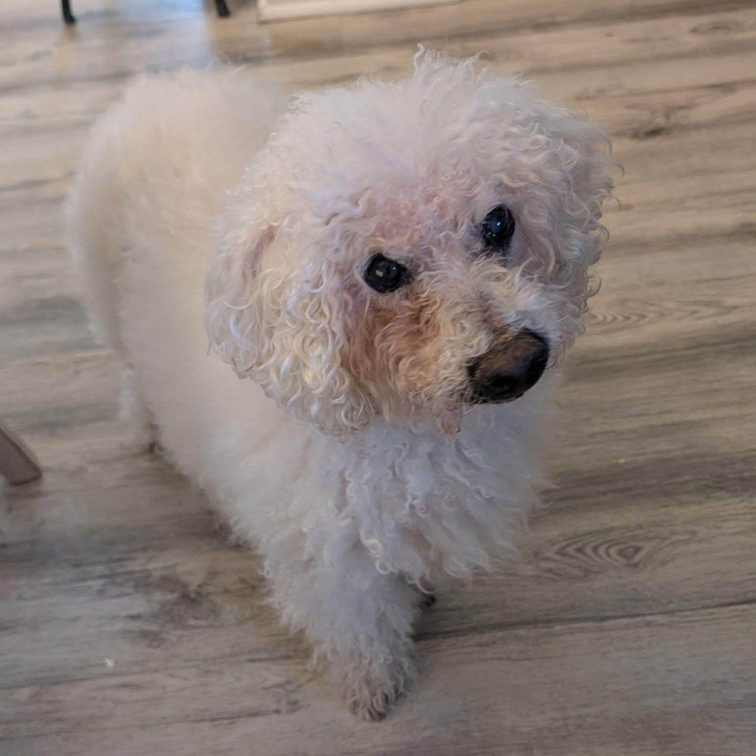 Louie, Senior Male Bichon Frise