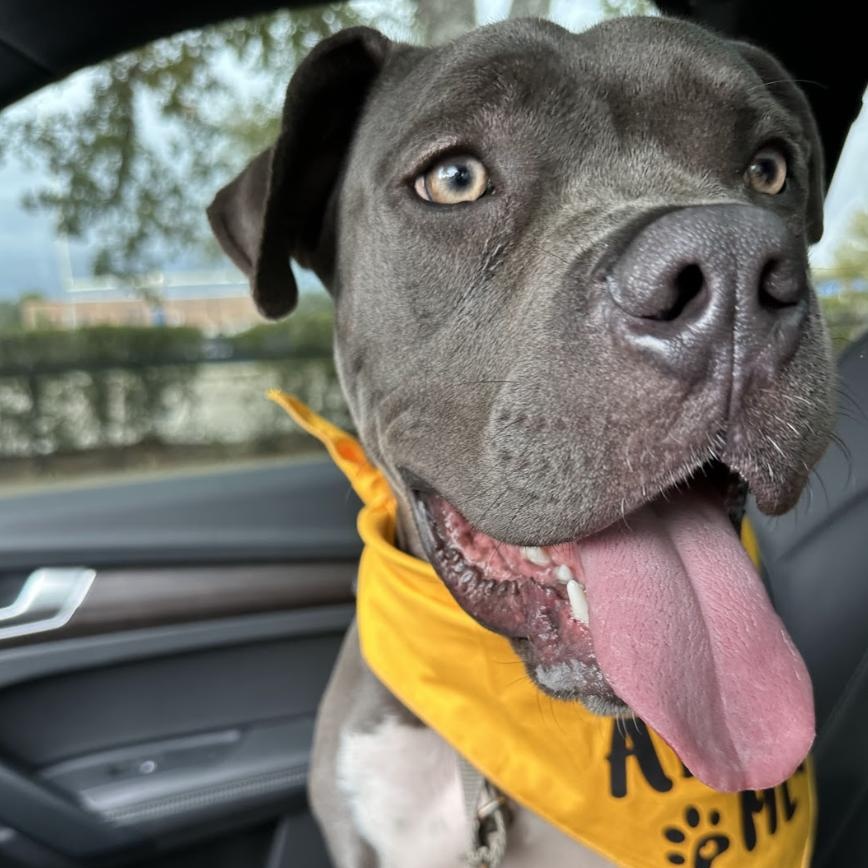 Beefcake, Adoptable, Adult Male Pit Bull Terrier.