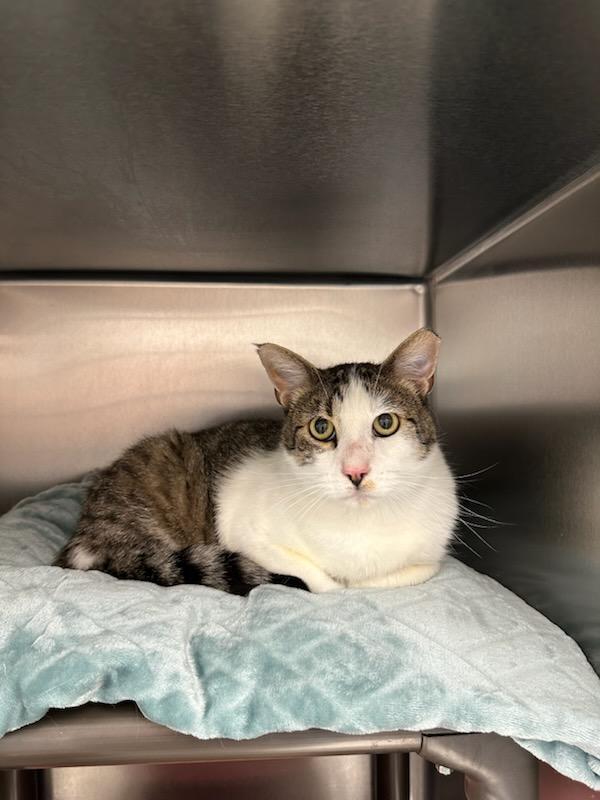 Mario, Adoptable, Adult Male Domestic Short Hair.