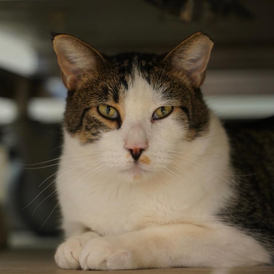 Mario, Adoptable, Adult Male Domestic Short Hair.